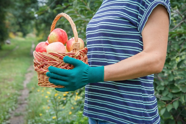 Femme en blouse rayée tient un panier en osier avec des pommes rouges mûres dans ses mains.