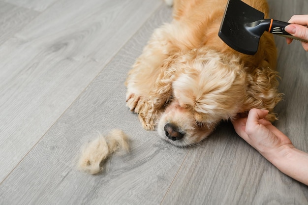 Femme brossant son cocker américain à la maison