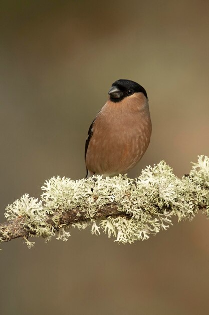 Photo femme de bullfinch eurasien à la lumière de la fin de l'après-midi dans une forêt de chênes et de hêtre par une froide journée d'hiver