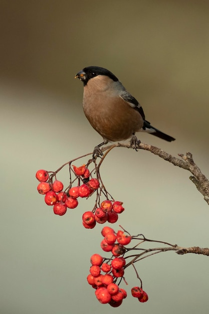 Photo femme de bullfinch eurasien à la lumière de la fin de l'après-midi dans une forêt de chênes et de hêtre par une froide journée d'hiver