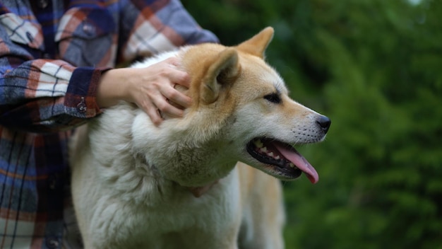 Photo femme, caresser, chien akita inu, gros plan, dehors