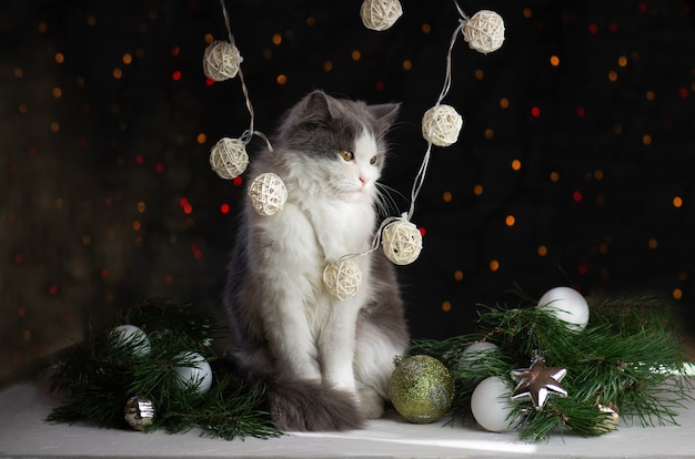 Femme avec chat près de sapin de Noël à la maison. Femme avec chat sur arbre de Noël.