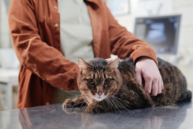 Femme avec chat visitant une clinique vétérinaire