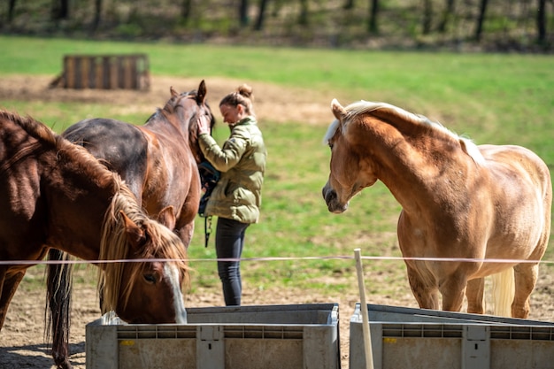 Femme avec un cheval dans le paddock dans la nature