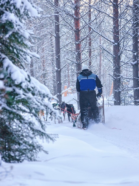 Femme chevauchant un traîneau à chiens husky à Rovaniemi, en Laponie, dans la forêt finlandaise d'hiver