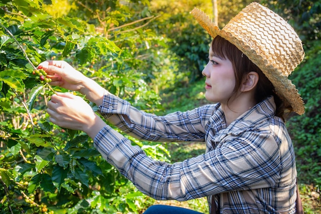 Photo une femme collecte du café frais d'un arbre dans une ferme de doi chang chiang rai en thaïlande