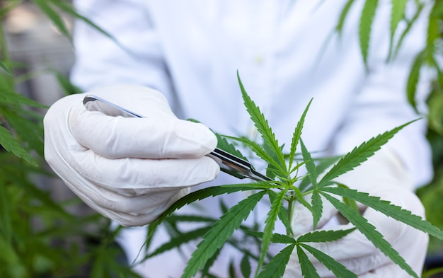 Une femme contrôle les plants de marijuana. Champ de chanvre dans le jardin. Focus sur les feuilles tenues par les mains