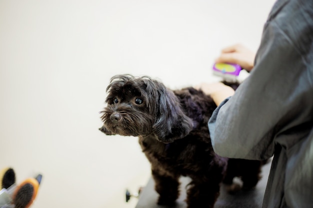 Femme coupe les cheveux d'un chien.