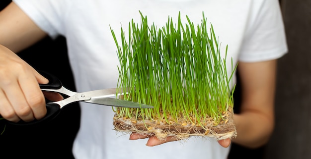 Une femme coupe un micro blé vert germé avec des ciseaux. Grains de blé germés, micro-vert dans le gros plan de la main. Micro-pousses de blé germé. Grain germé. Germes en croissance. Nourriture naturelle.