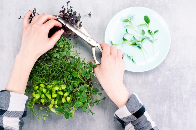 Une femme coupe des microgreens cultivés sur place et place des germes de microgreen sur une assiette