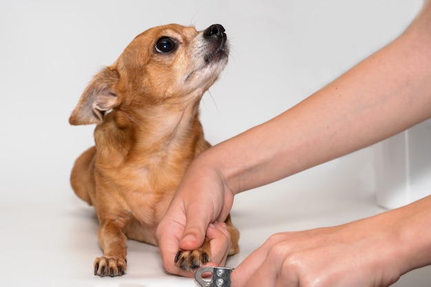 Une femme coupe des ongles sur un gros plan d&#39;une patte de chien.