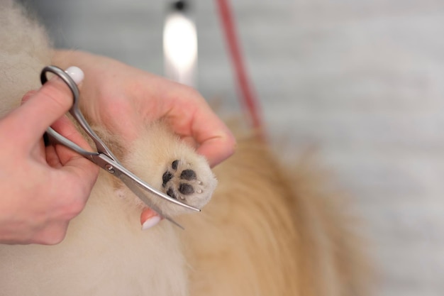 Une femme coupe une patte de poméranien avec des ciseaux