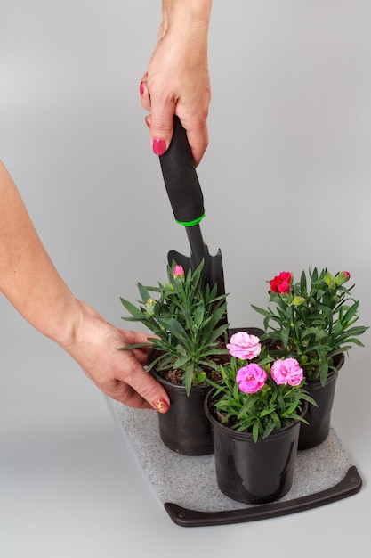 Femme creusant dans des pots avec des fleurs d'oeillets à la maison