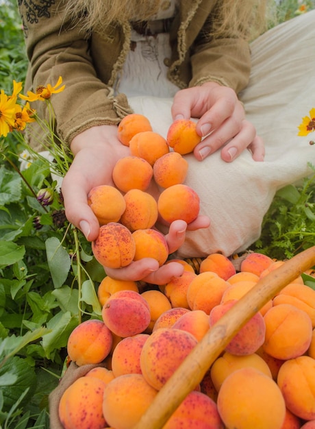 Femme cueillant des abricots dans le panier Tenant des abricots dans la cour Panier d'abricots