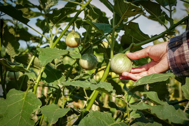 Femme cueillant des aubergines thaïlandaises fraîches d'un arbre. agriculteur producteur d'aliments bio pour le marché local.