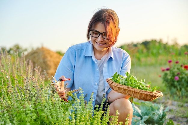 Femme cueillant des feuilles de basilic parfumées dans un panier