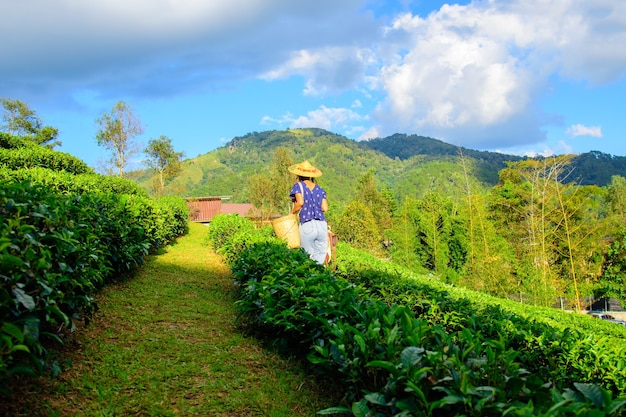 Femme cueillant des feuilles de thé dans une plantation de thé en thaïlande