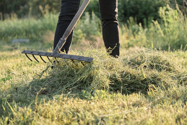 Femme cueillant de l&#39;herbe fraîchement coupée