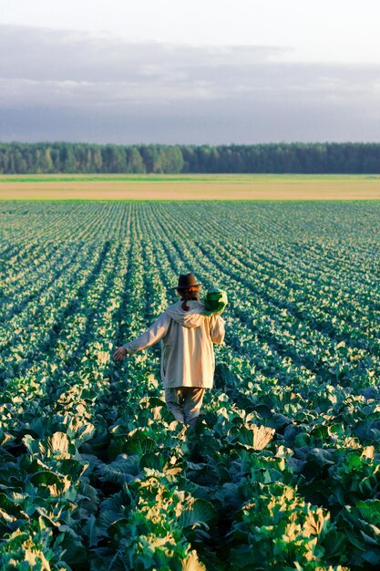 Femme cueillant des légumes de chou au champ Agricultrice travaillant dans une ferme biologique Récolte à la saison d'automne