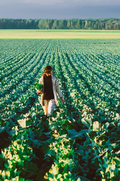 Femme cueillant des légumes de chou au champ Agricultrice travaillant dans une ferme biologique Récolte à la saison d'automne