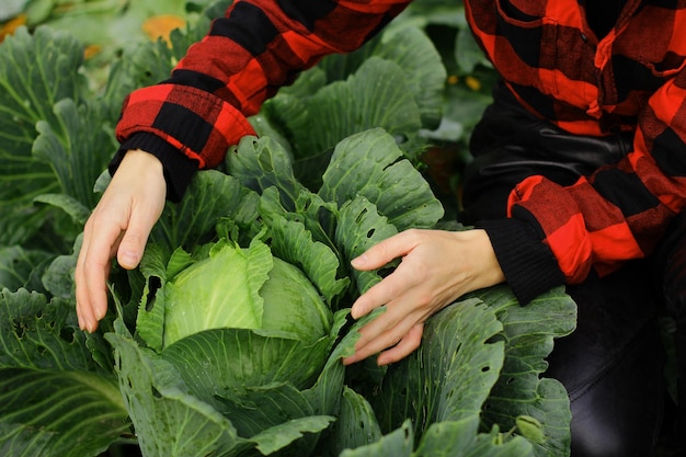 Femme cueillant des légumes de chou sur le champ femme agricultrice travaillant à la récolte de la ferme biologique