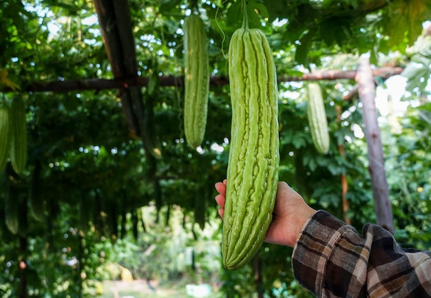 Femme cueillant le melon amer, la courge amère d'un arbre. agriculteur producteur d'aliments bio pour le marché local.