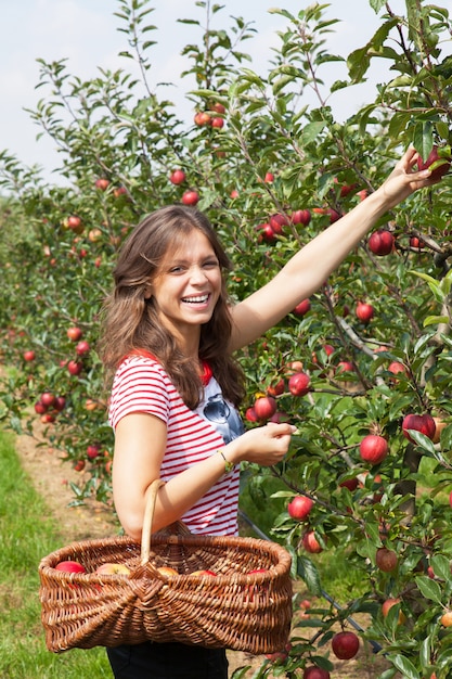 Femme cueillant des pommes