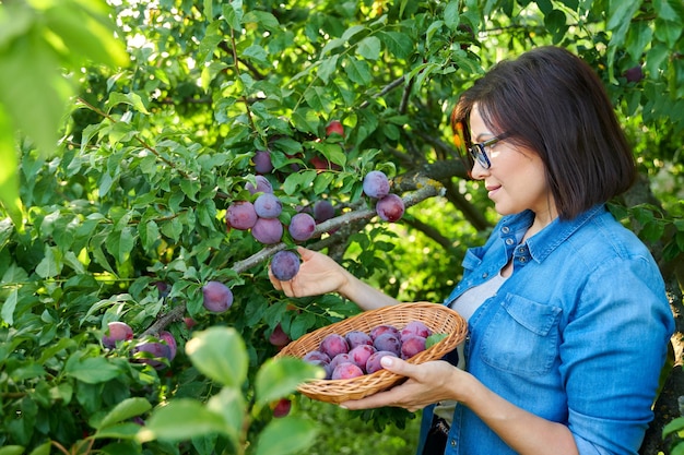 Femme cueillant des prunes mûres de l'arbre dans le panier