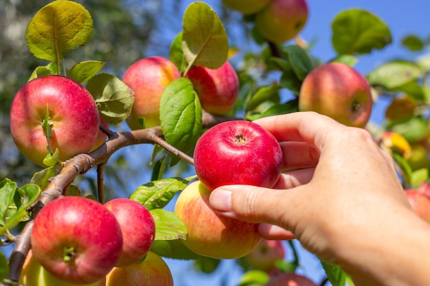 une femme cueille une pomme rouge mûre d'une branche de pomme récoltant des fruits dans le jardin