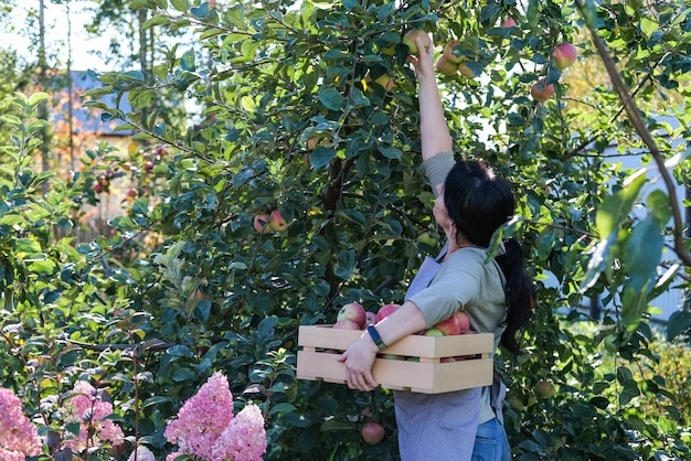 Une femme cueille des pommes dans le jardin en train de récolter