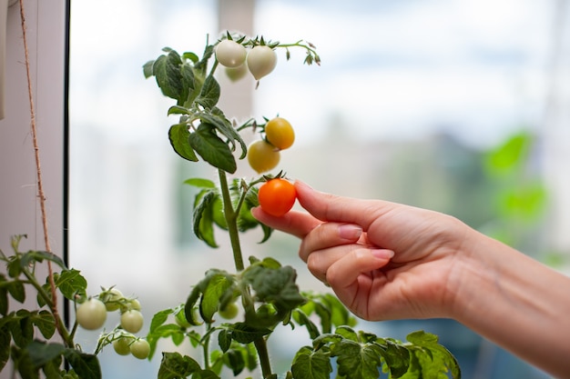 Une femme cueille des tomates mûres et jaunes. Petites tomates non mûres et mûres poussant sur le rebord de la fenêtre. Mini-légumes frais dans la serre sur une branche avec des fruits verts. Jeunes fruits sur le buisson.