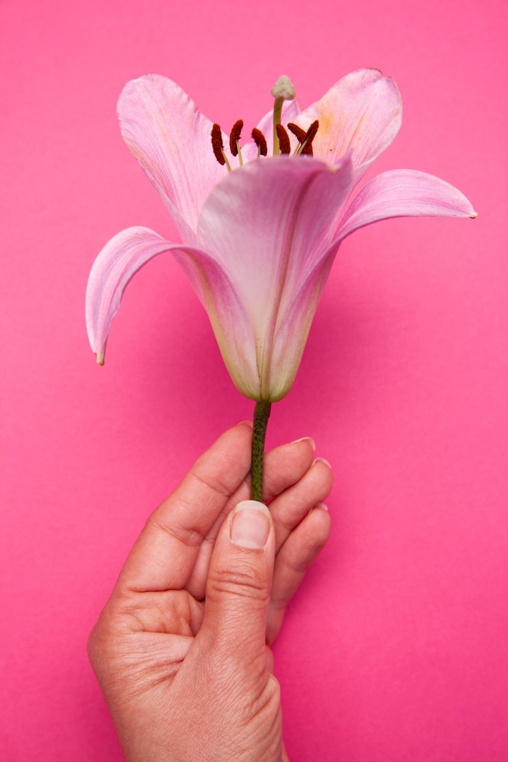 Photo femme de culture montrant une fleur de lys rose fraîche