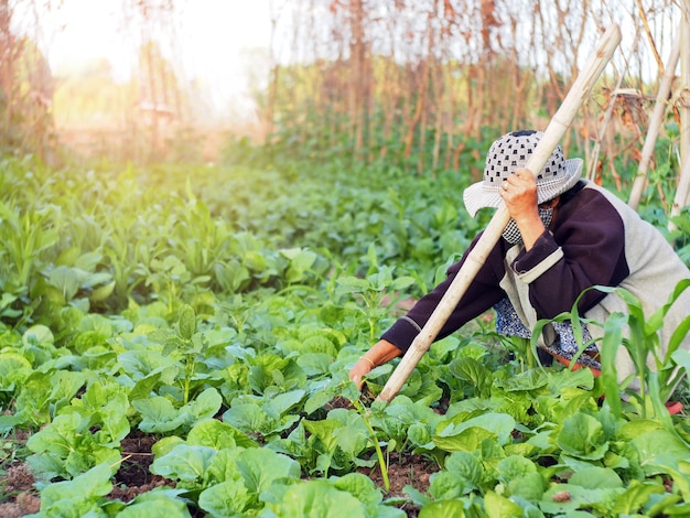 Femme dans l&#39;agriculteur stockent des légumes.