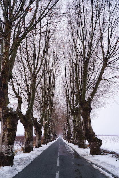 femme, dans, paysage neigeux