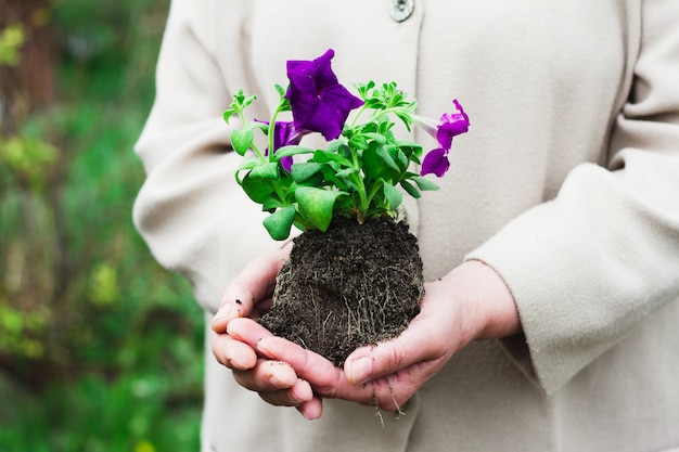 Femme dans un peignoir gris tient une fleur violette avec la terre sur les bras tendus