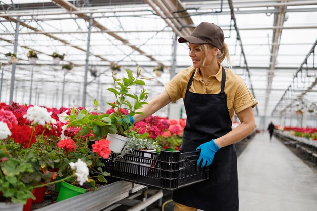 Une femme dans une serre recueille des pots de fleurs dans une boîte