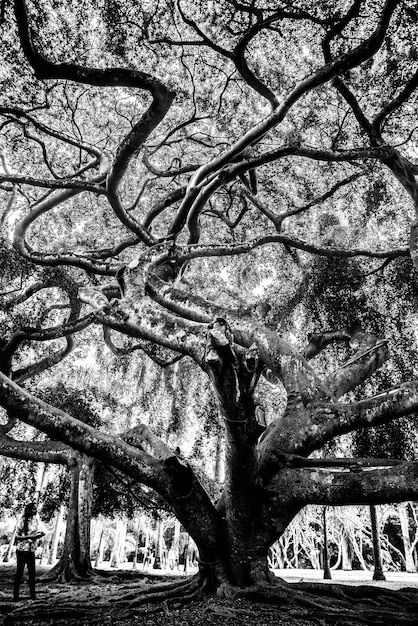 Une femme debout près d'un arbre dans la forêt