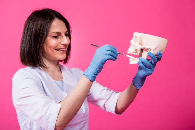 Une femme dentiste examine la cavité buccale du crâne artificiel avec des instruments dentaires stériles