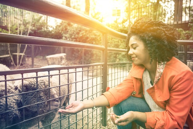 Femme donnant sa main à un mouton au zoo