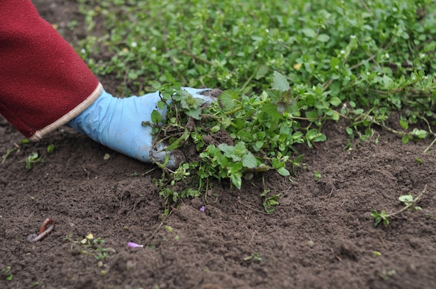 Photo la femme enlève les ecchymoses du jardin avec ses mains.