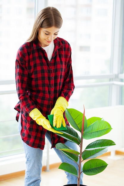 Femme essuie les feuilles de plantes d'intérieur vertes poussiéreuses