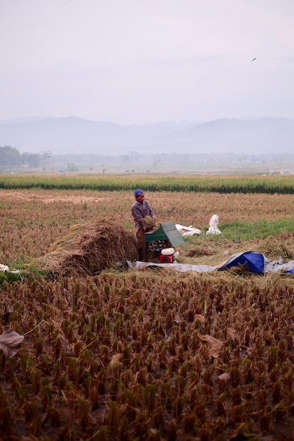 Une femme est assise dans un champ de riz.