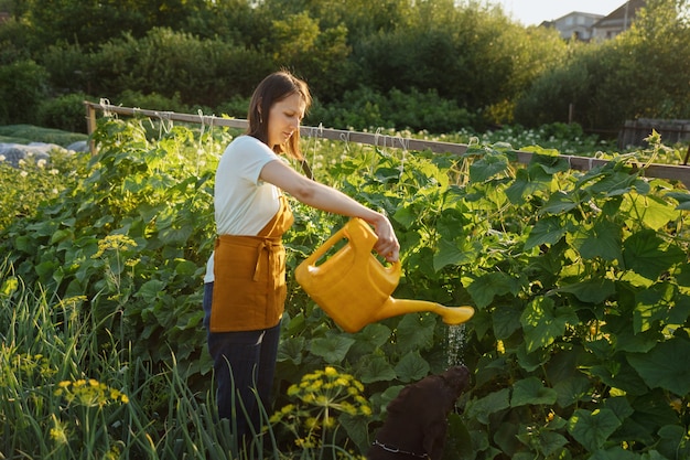 Une femme européenne avec un arrosoir jaune arrose des légumes et des fruits dans son jardin a