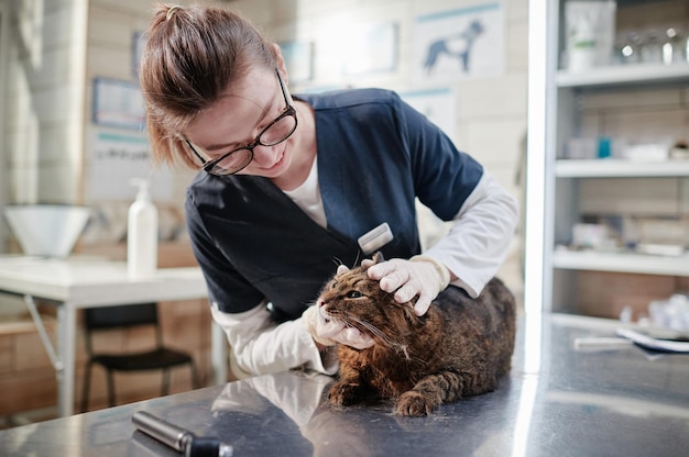 Femme examinant l'animal à la clinique