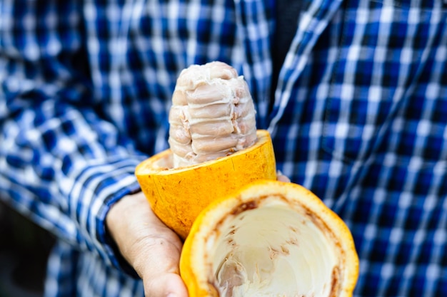 Photo une femme fermière tenant des fruits de cacao frais