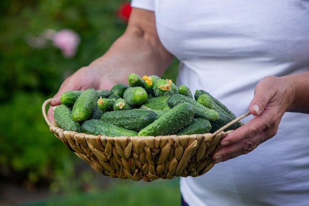 femme fermière tenant un panier de concombres dans le jardin Focus sélectif Nature