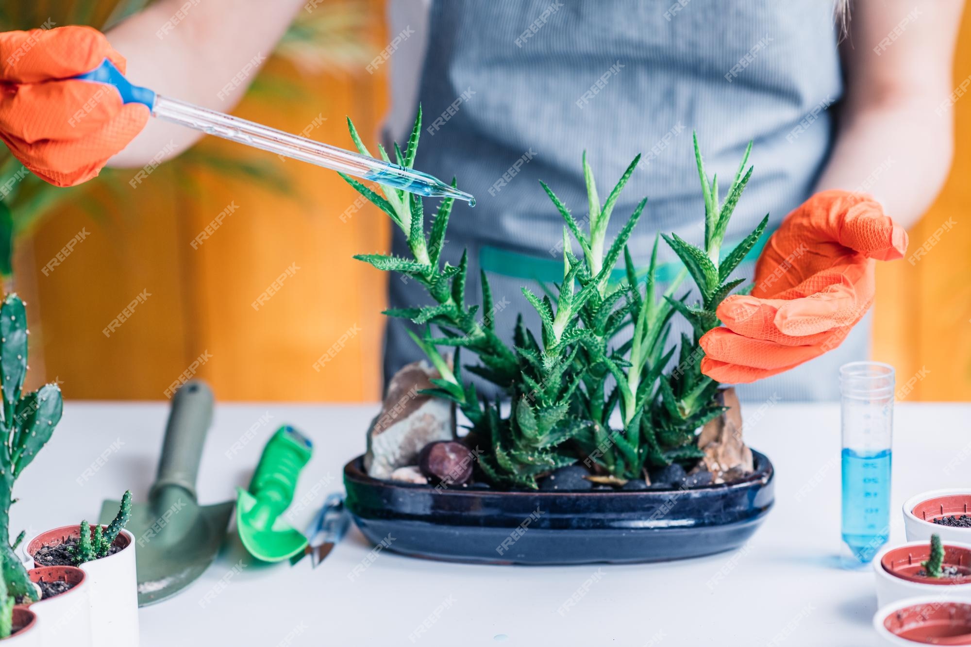 Femme Fertilisant Des Plantes Sur La Table à La Maison