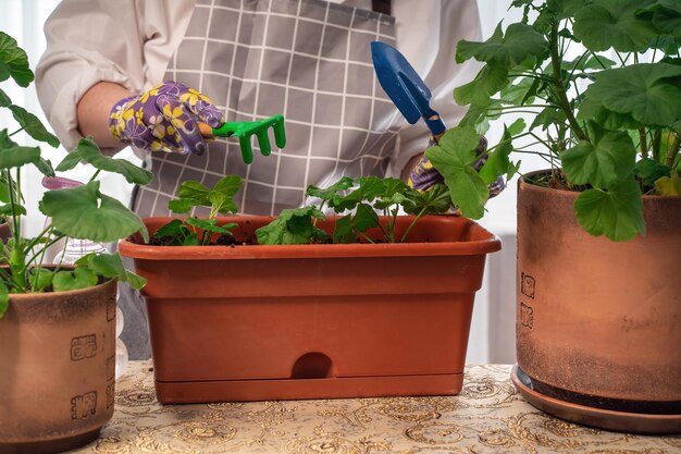 Une femme fleuriste replante des feuilles s'occupe de créer une belle jardinière à partir de fleurs de pilargonium Beau bouquet frais Education master classes et cours de fleuristerie Fleur européenne