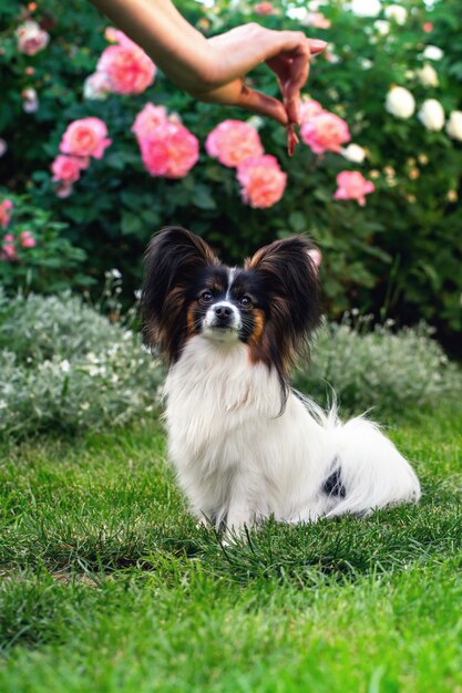 Une femme forme un chien