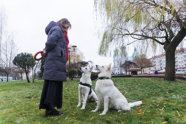 Une femme forme ses deux mignons chiens Bergers Blancs Suisses